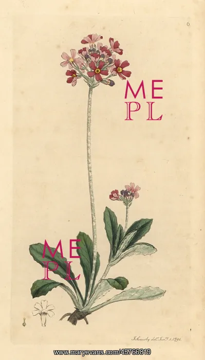 : Bird's-eye primrose, Primula farinosa : Bird's-eye primrose, Primula farinosa