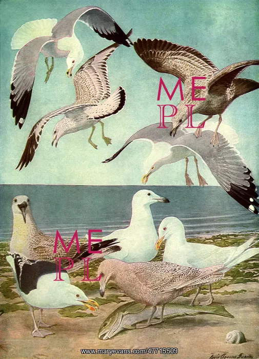  : Birds and Fish
