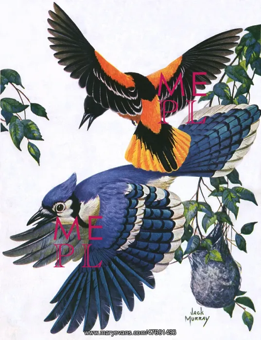  : Two Birds Flying