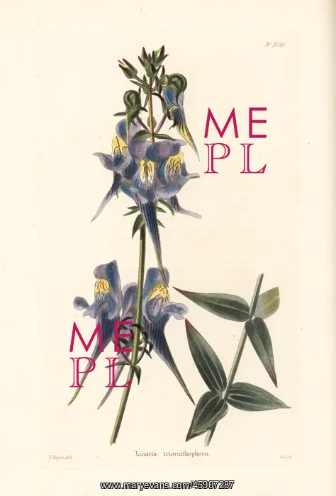 : Three birds flying, Linaria triornithophora : Three birds flying, Linaria triornithophora