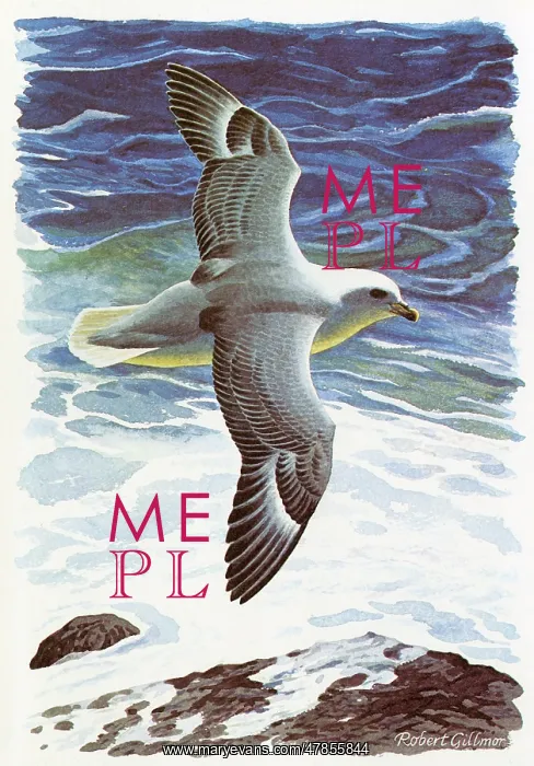 : BIRDS / FULMAR IN FLIGHT : BIRDS / FULMAR IN FLIGHT