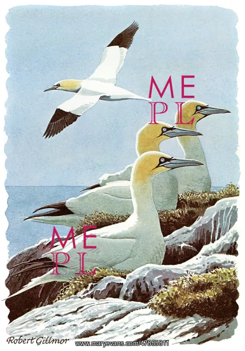 : BIRDS / GANNETS ON ROCKS : BIRDS / GANNETS ON ROCKS