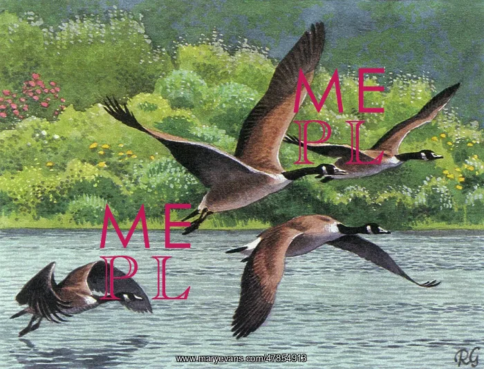 : BIRDS / GEESE / CANADA GEESE : BIRDS / GEESE / CANADA GEESE