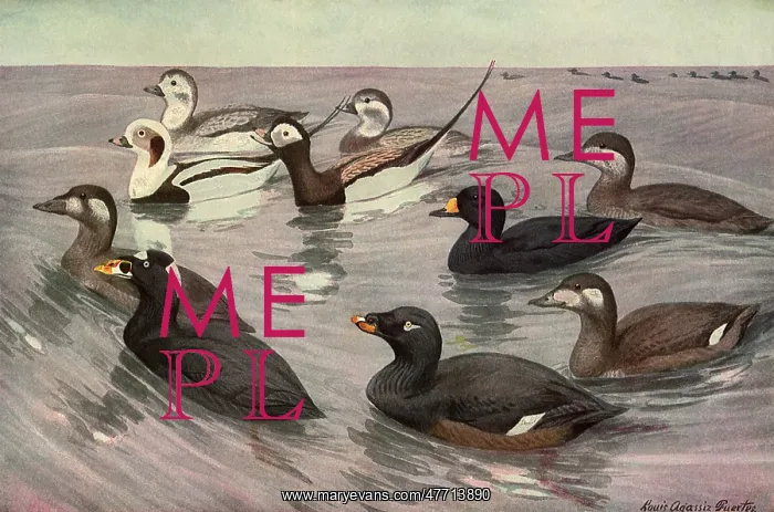  : Birds on Grey Waves
