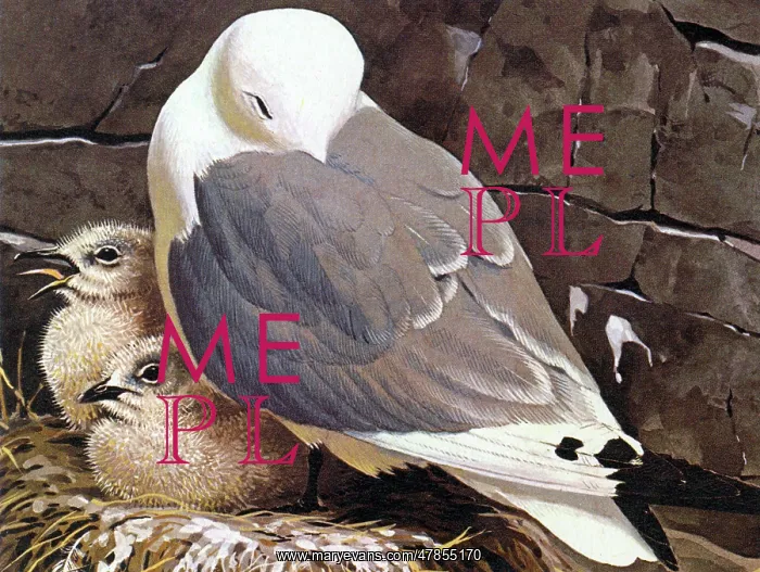 : BIRDS / GULLS / KITTIWAKE : BIRDS / GULLS / KITTIWAKE