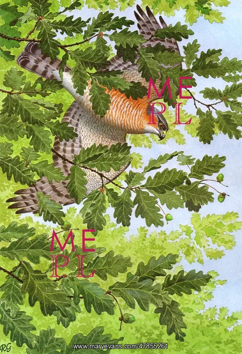: BIRDS / HAWKS / SPARROWHAWK : BIRDS / HAWKS / SPARROWHAWK