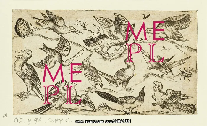 : Eleven birds and two insects on minimal ground with owl : Eleven birds and two insects on minimal ground with owl