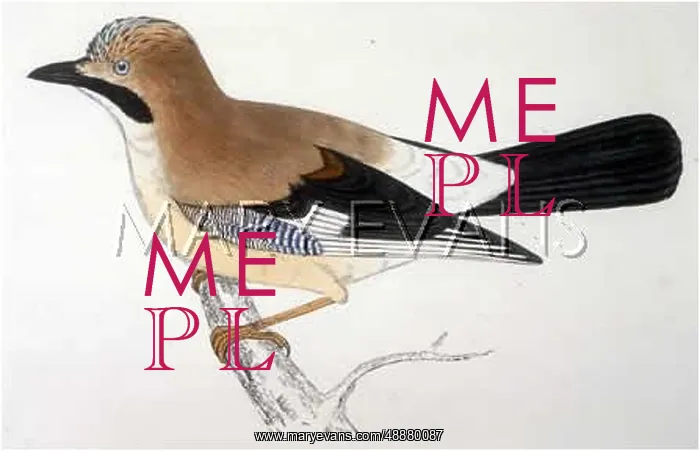  : BIRDS / JAY / MORRIS