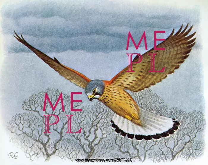 : BIRDS / KESTREL : BIRDS / KESTREL