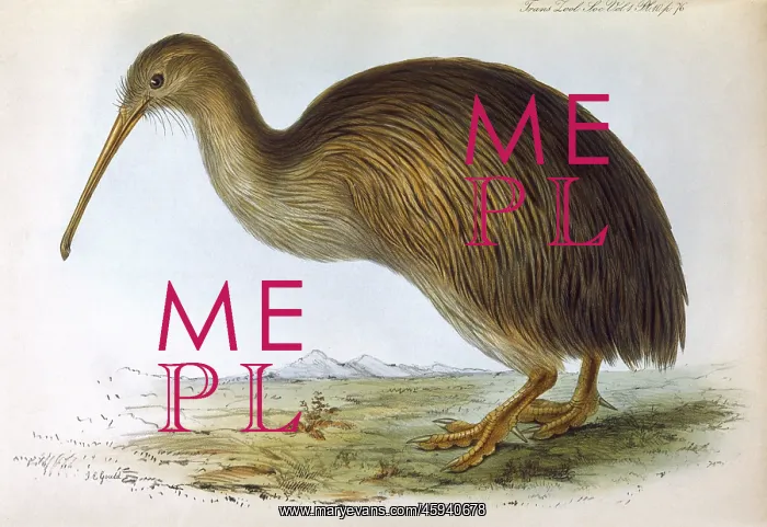 : BIRDS / KIWI (GOULD) : BIRDS / KIWI (GOULD)