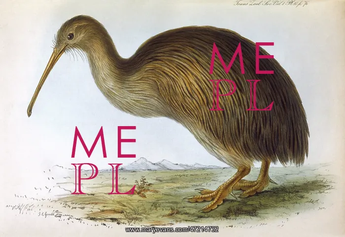 : BIRDS / KIWI (GOULD) : BIRDS / KIWI (GOULD)