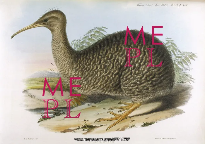 : BIRDS / KIWI (RICHTER) : BIRDS / KIWI (RICHTER)