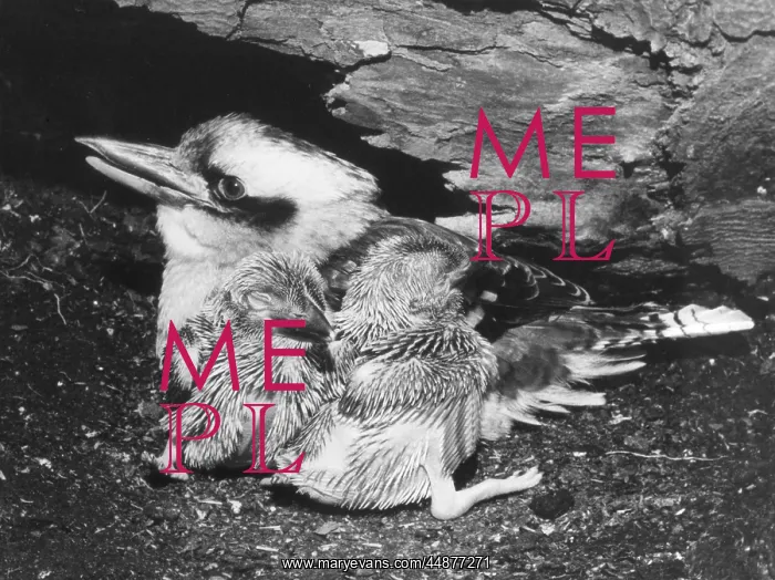  : BIRDS / KOOKABURRA