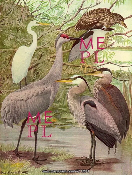  : Birds in Lakeside Tree