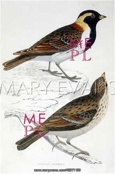  : BIRDS / LAPLAND BUNTINGS
