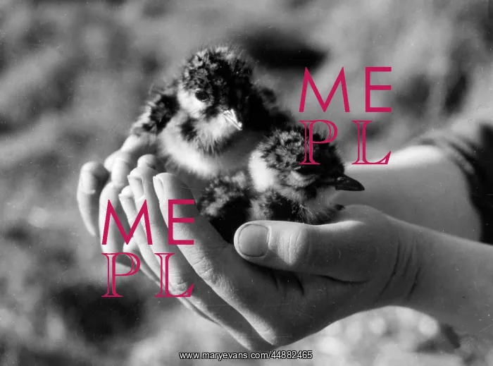  : BIRDS / LAPWING CHICKS