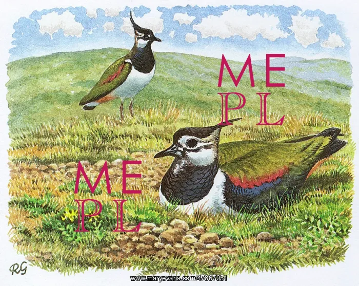 : BIRDS / LAPWINGS : BIRDS / LAPWINGS