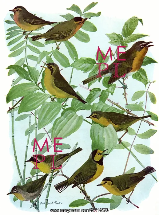  : Birds, Leaves, Reeds