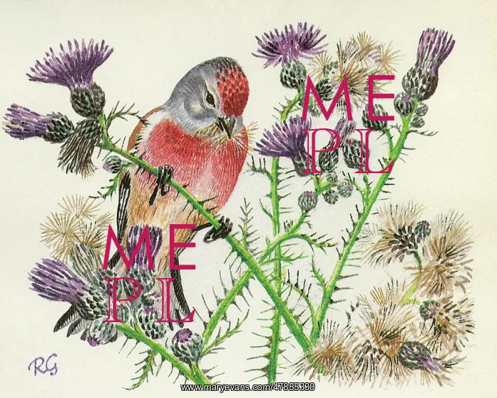 : BIRDS / LINNET : BIRDS / LINNET