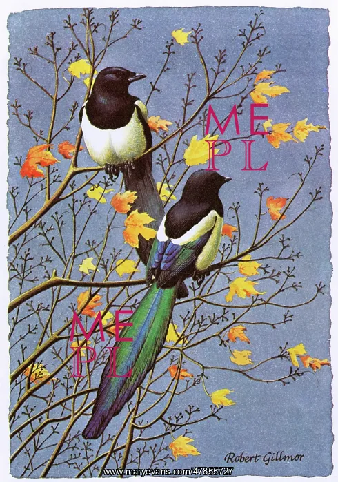 : BIRDS / MAGPIE : BIRDS / MAGPIE
