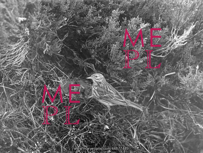  : BIRDS / MEADOW PIPIT