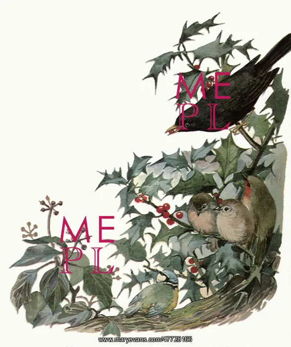  : Birds and Mistletoe