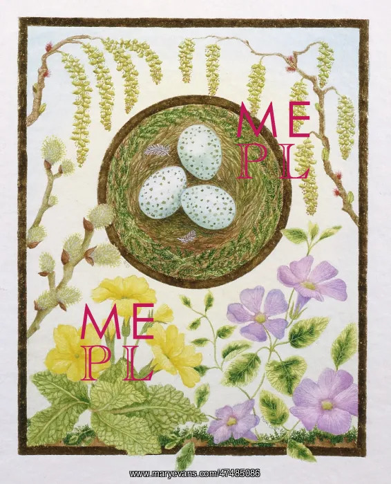 : Birds nest with three thrush eggs : Birds nest with three thrush eggs