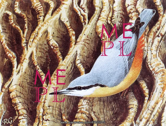 : BIRDS / NUTHATCH : BIRDS / NUTHATCH