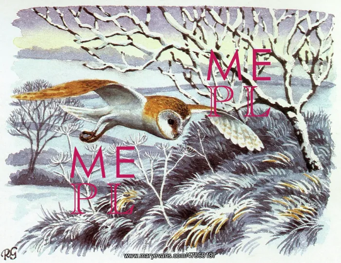 : BIRDS / OWLS / BARN OWLS : BIRDS / OWLS / BARN OWLS