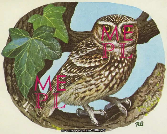 : BIRDS / OWLS / LITTLE OWL : BIRDS / OWLS / LITTLE OWL