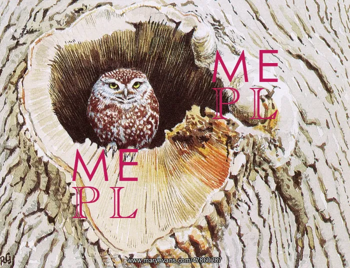 : BIRDS / OWLS / LITTLE OWL : BIRDS / OWLS / LITTLE OWL