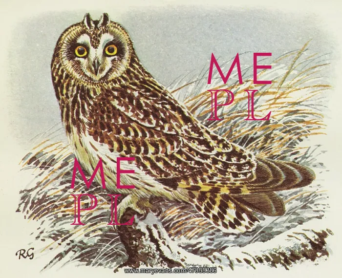 : BIRDS / OWLS / SHORT-EARED : BIRDS / OWLS / SHORT-EARED