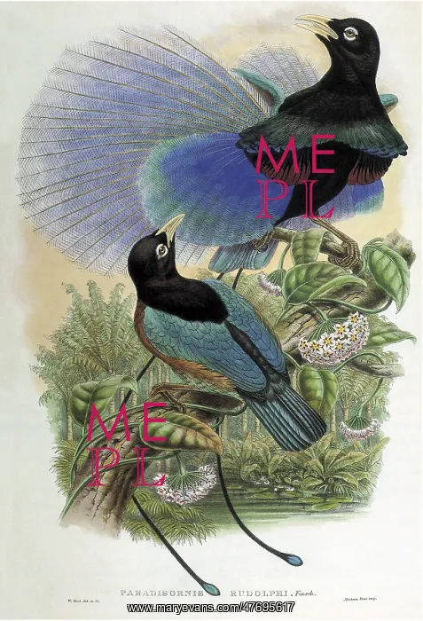  : Birds of Paradise