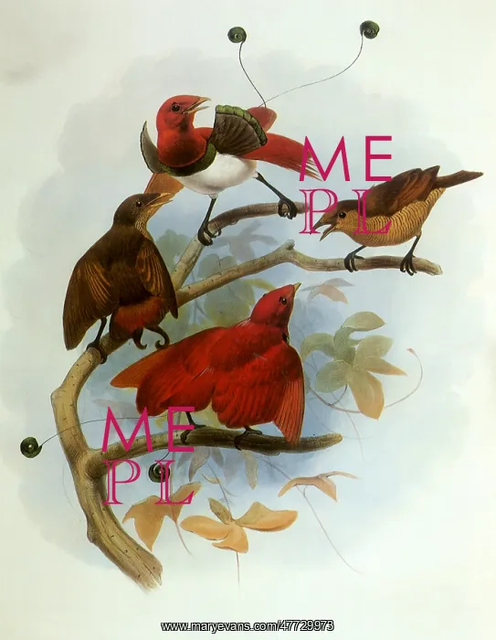  : Birds of Paradise