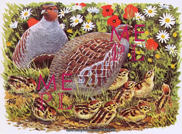 : BIRDS / PARTRIDGE FAMILY : BIRDS / PARTRIDGE FAMILY