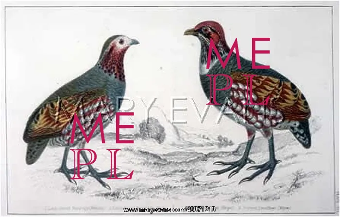 : BIRDS / PARTRIDGES : BIRDS / PARTRIDGES