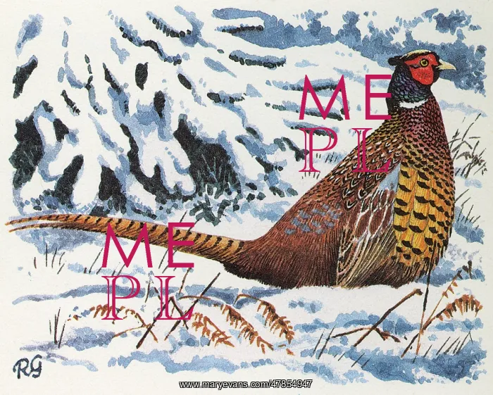 : BIRDS / PHEASANTS / PHEASANT : BIRDS / PHEASANTS / PHEASANT