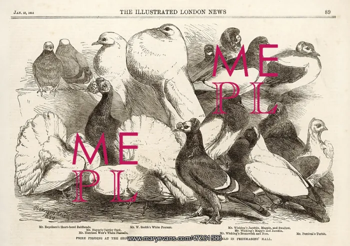 : BIRDS / PIGEONS : BIRDS / PIGEONS