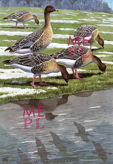 : BIRDS / PINK-FOOTED GEESE : BIRDS / PINK-FOOTED GEESE