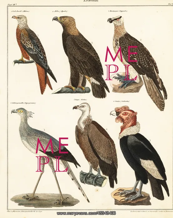 : Birds of prey : Birds of prey