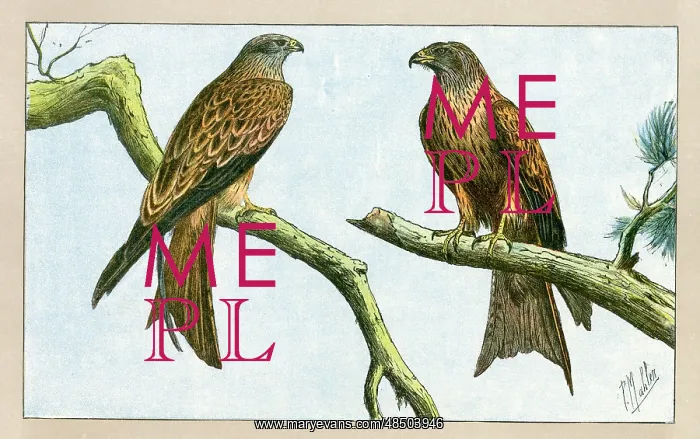  : Two birds of prey