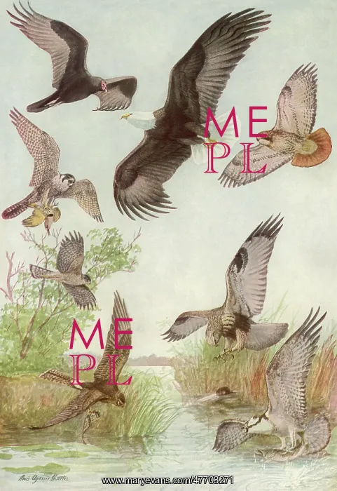  : Birds of Prey Flying