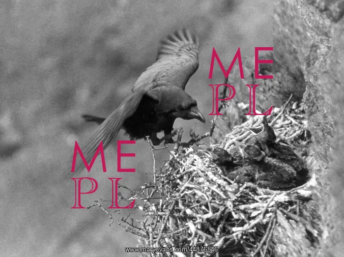 : BIRDS / RAVEN : BIRDS / RAVEN