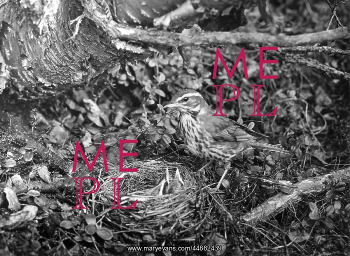  : BIRDS / REDWING