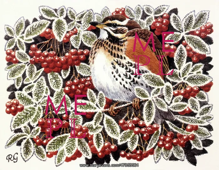  : BIRDS / REDWING