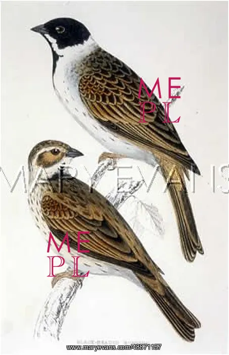 : BIRDS / REED BUNTING : BIRDS / REED BUNTING