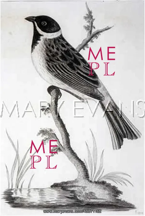  : BIRDS / REED BUNTING