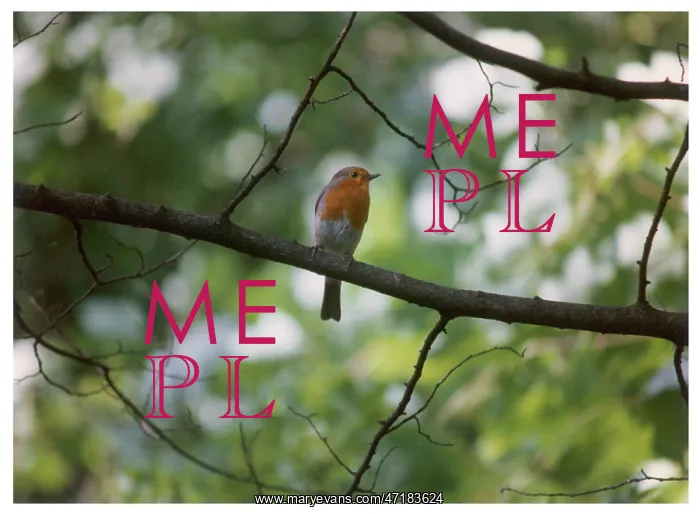: BIRDS / ROBIN : BIRDS / ROBIN