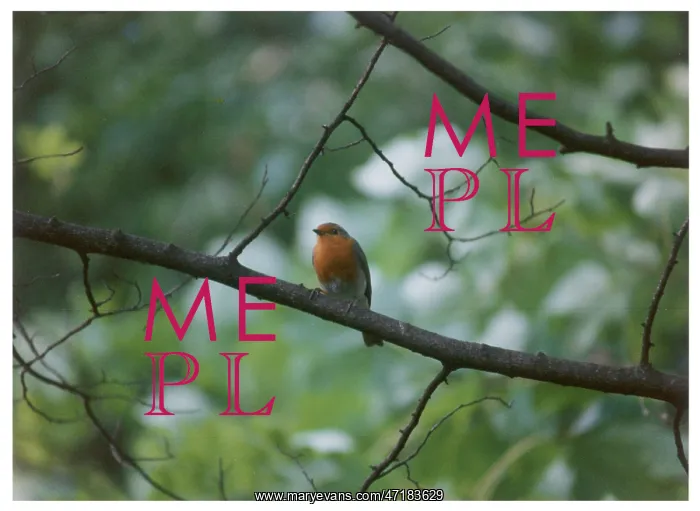 : BIRDS / ROBIN : BIRDS / ROBIN