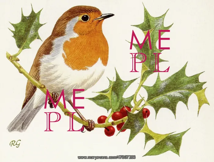 : BIRDS / ROBIN ON HOLLY : BIRDS / ROBIN ON HOLLY